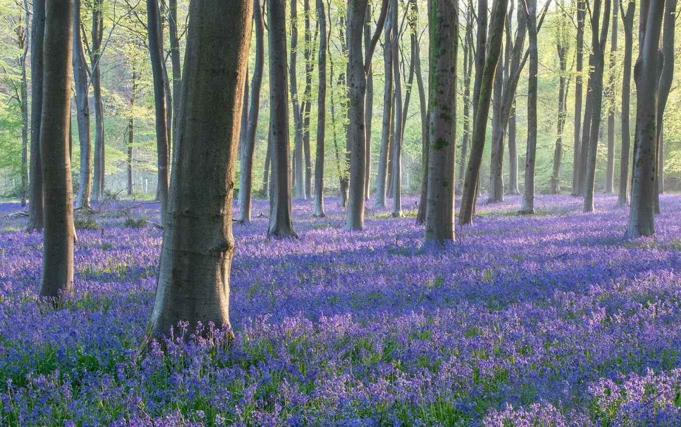 Micheldever Woods